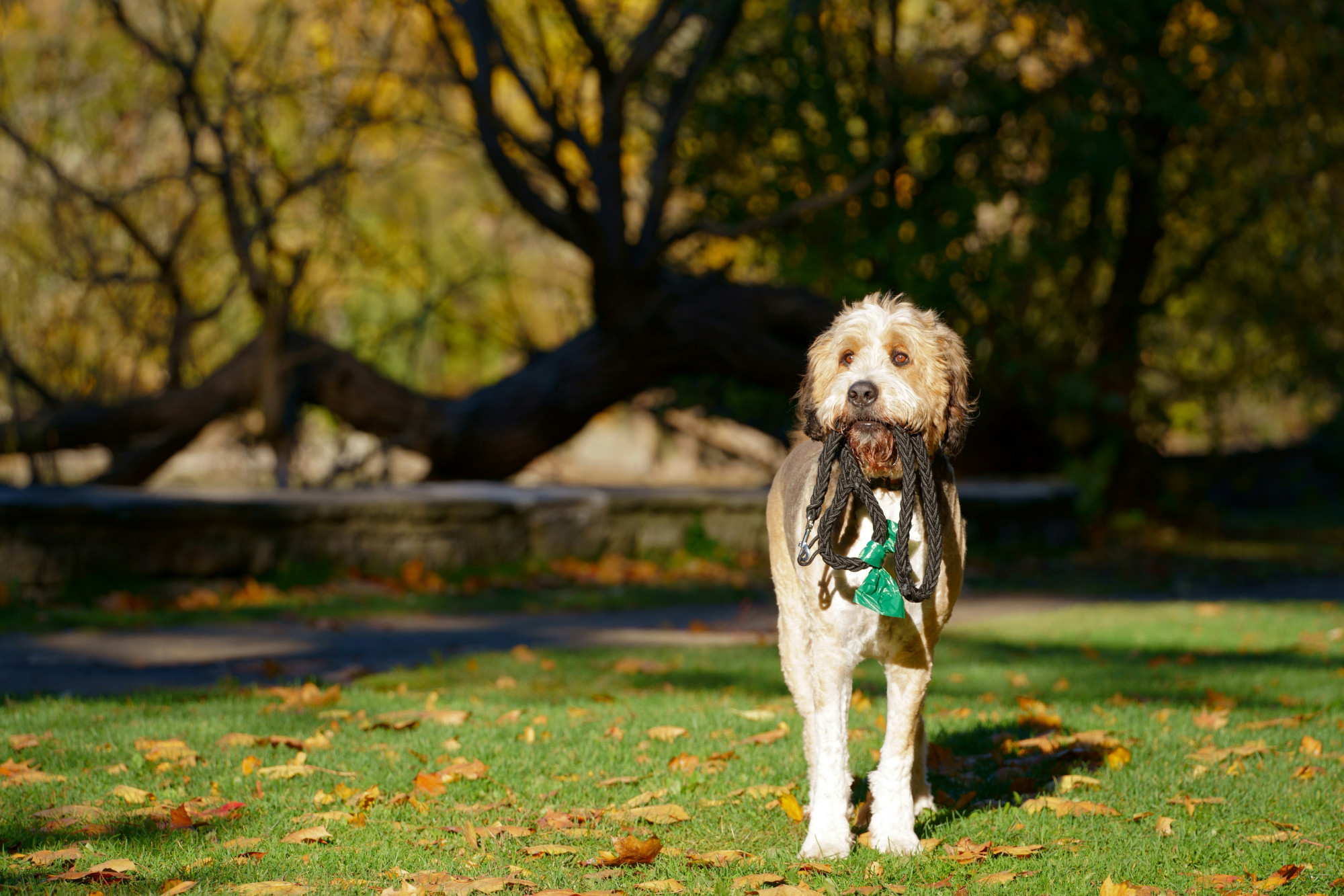 Kutya a parkban sétálva, szájában pórázzal, őszi környezetben