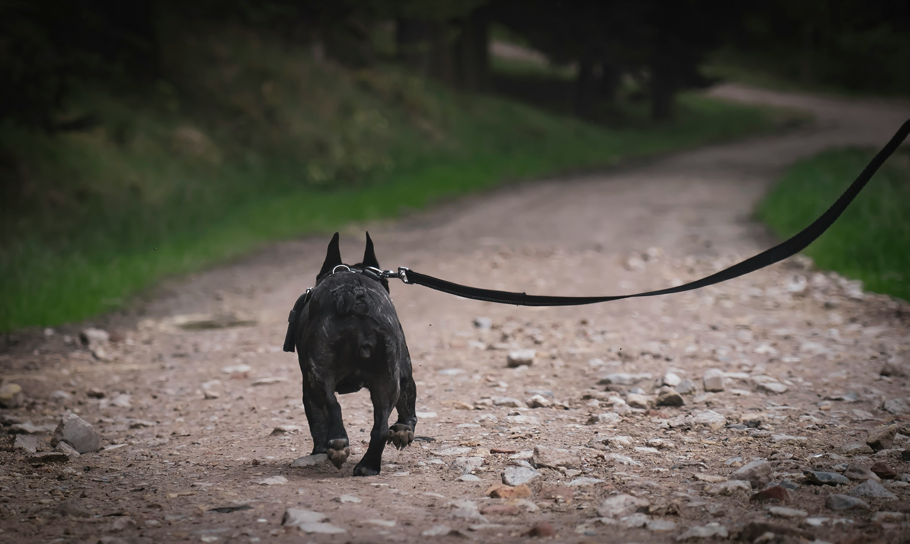 Kutyasétáltatás erdei földúton, kis termetű kutya pórázon, hátulról fotózva, természetes környezetben
