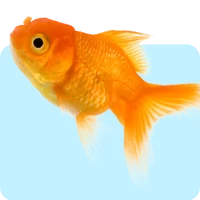 Akvarisztika