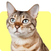 Macska