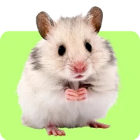 Kisállat