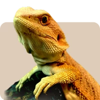Terrarisztika