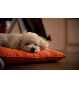 Így válassz megfelelő kutyafekhelyet