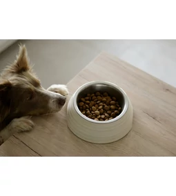 Kezdő gazdik útmutatója: hogyan válassz megfelelő kutyatápot?