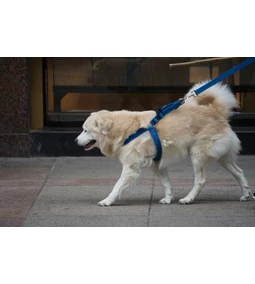 Melyik a jobb: kutya hám vagy póráz?