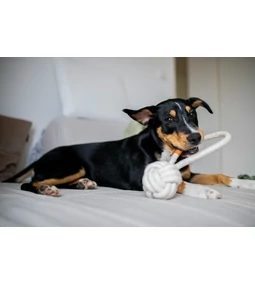 Milyen kutyajáték való a kutyádnak?