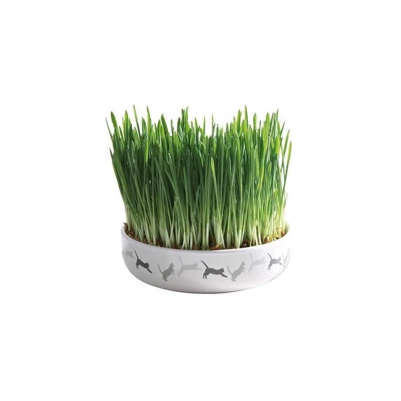Trixie Ceramic Bowl whit Cat Grass - macskafű kerámiatálban. ø 15×4 cm (50g)