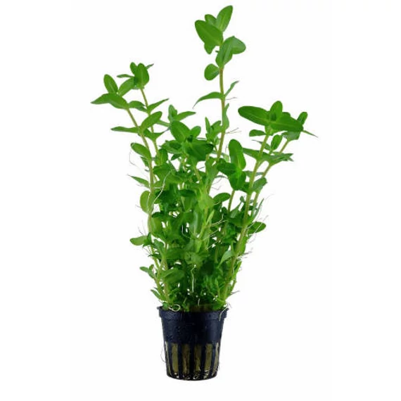 VIZINöVéNY 1. nomaphila/pilea/bacopa