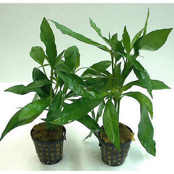 VIZINöVéNY 2. justicia/ludwigia