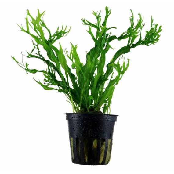VIZINöVéNY 4. dracina/microsonum/echinodorus