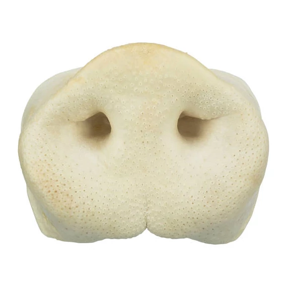 Panzi Snack sertés orrkorong 10db-os