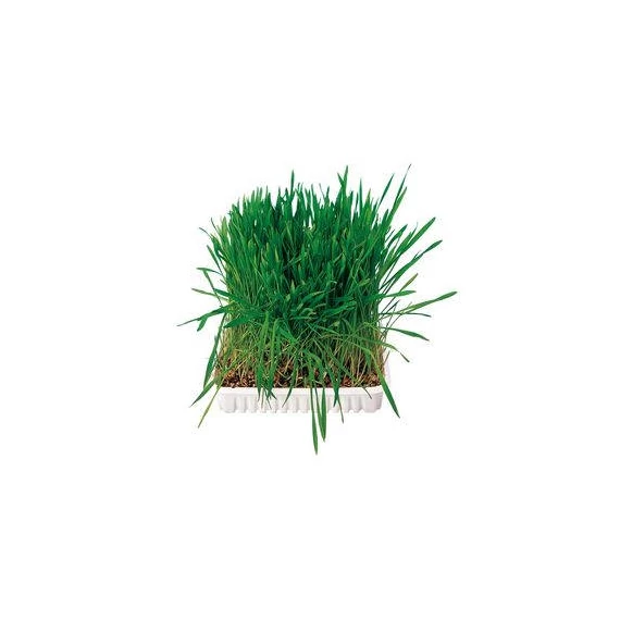Trixie Small Animal Grass - kiegészítő eledel (fű) rágcsálók részére (100g)