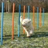 Kép 1/2 - trixie 3206 Dog Activity játék Agility szlalom 12db 115x3cm