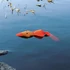 Kép 1/2 - Trixie Duck Toy - vízi játék (kacsa) kutyák részére (50cm)