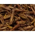 Kép 1/2 - Trópus Dried Grasshopper - kiegészítő eleség (szárított szöcske) rágcsálók,madarak, sünik és hüllők részére (40g)