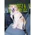 Kép 1/2 - Trixie Car Harness - biztonsági öv kutyák részére - M - (50-70cm/25mm)