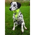 Kép 2/2 - Trixie Safety Neckerchief - Fényvisszaverős kutyakendő XS-S (22-28cm) - 2