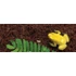 Kép 2/2 - Exo-Terra Plantation Soil - kókuszrost talaj terráriumokba- (3 x 8,8 l) - 2