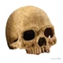 Kép 2/2 - Exo-Terra Primate Skull - főemlős koponya formájú búvóhely hüllők részére (12cm) - 2