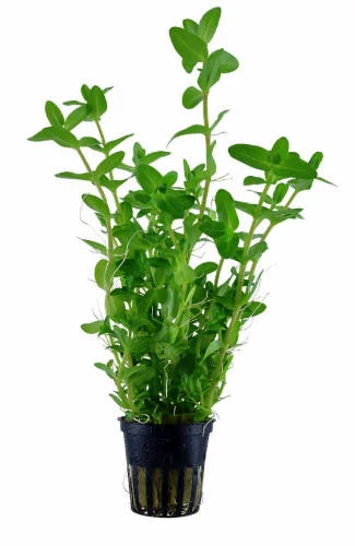 VIZINöVéNY 1. nomaphila/pilea/bacopa