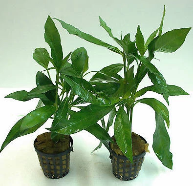 VIZINöVéNY 2. justicia/ludwigia