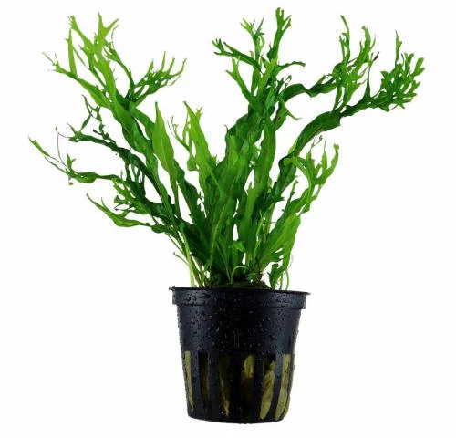 VIZINöVéNY 4. dracina/microsonum/echinodorus