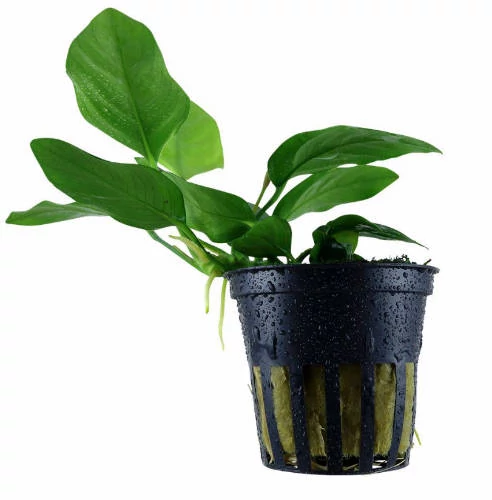 VIZINöVéNY 5. anubias