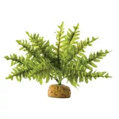 Exo-Terra Rainforest Plant Boston Fern Small - Terráriumi műnövény dekoráció (szoba páfrány) cca.10cm